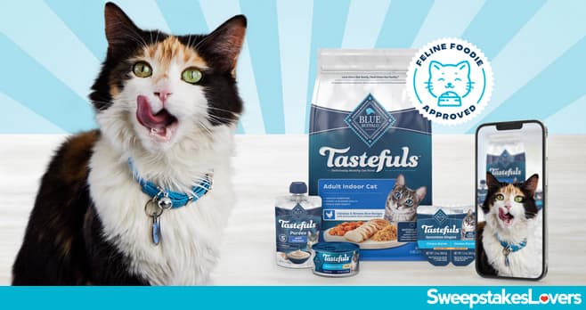 Blue Buffalo Make Your Feline Foodie Famous Contest 2025